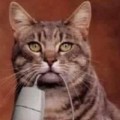 cat_baxter